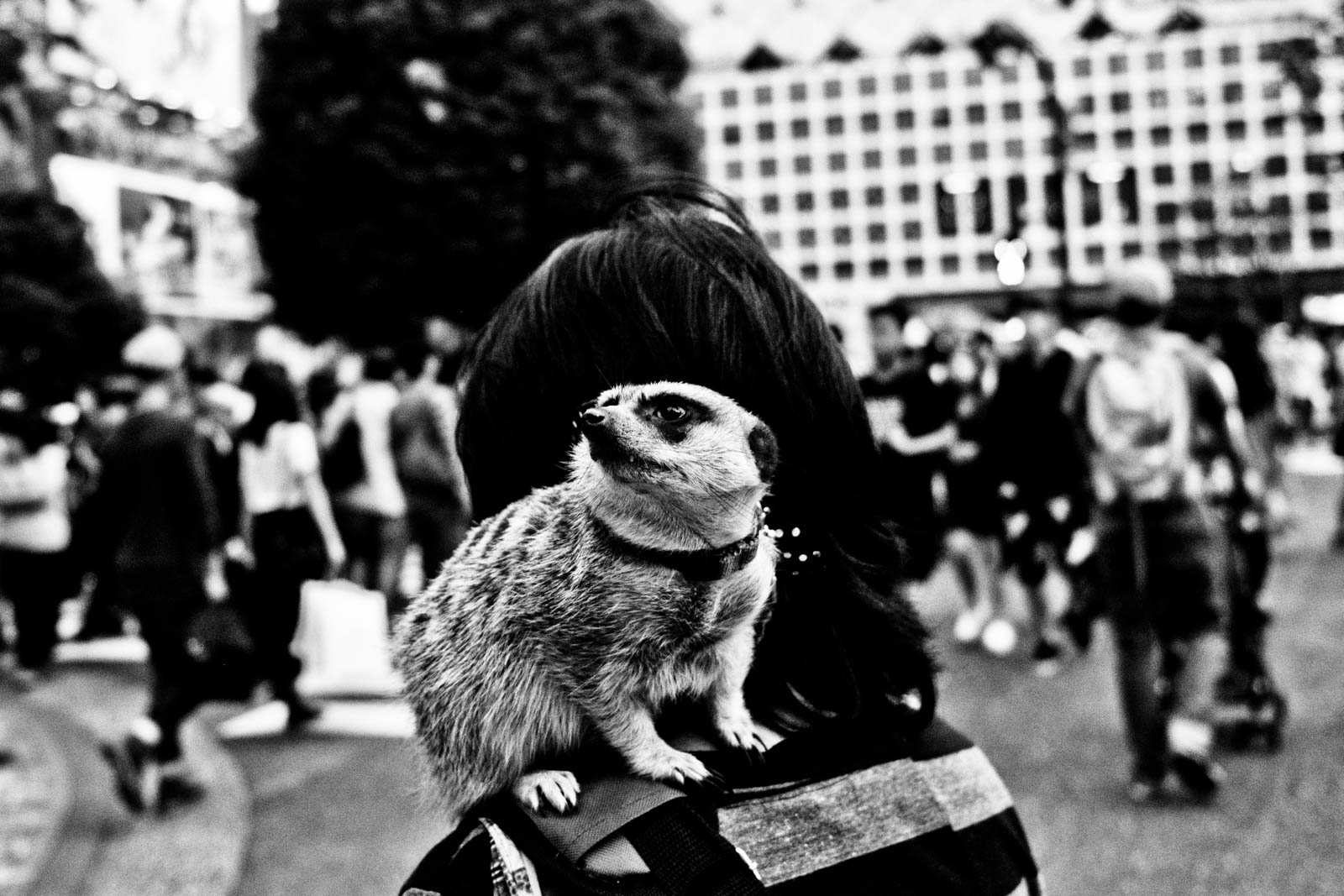 Meercat on a shoulder of Japanese man on Shibuya, Tokyo. Street photography by Victor Borst